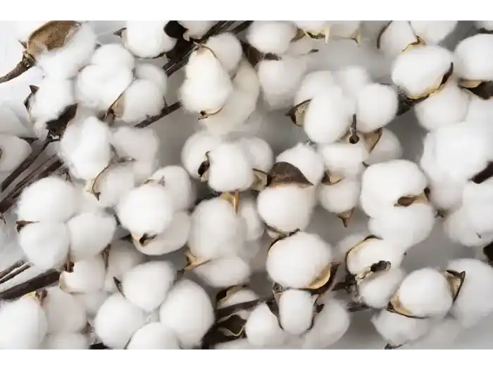 Coton bio : origines, labels et avantages face au coton conventionnel